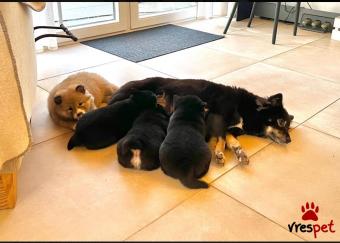 Ράτσα: Ακίτα Γιαπωνέζικος - Akita inu | Ηλικία: 2,5 μηνών | Φύλο: Αρσενικό | Αρ. Microchip: 8976543295 | Εκπαιδευμένο | Περιοχή: Αττική